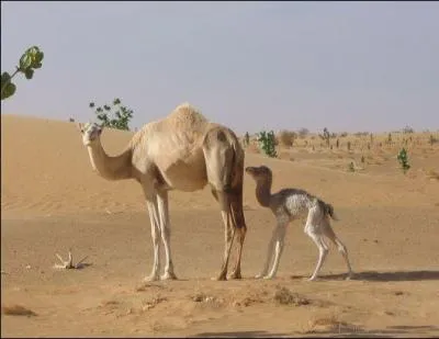 A quelle fréquence la chamelle peut-elle mettre bas ?