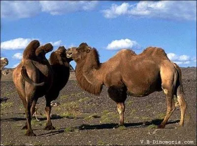 A quel âge un chameau peut-il être reproducteur ?