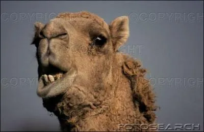 Comment s'expriment les chameaux et dromadaires ?