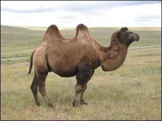 Où vit le chameau de Bactriane ?