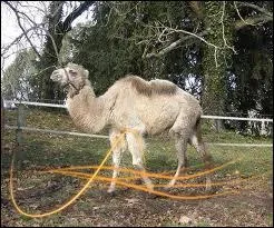 Comment se nomme l'hybride issu du chameau de Bactriane et du dromadaire ?