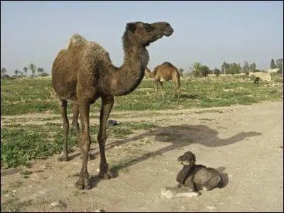 Combien de bosses a cet hybride devenu adulte ?