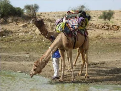 Combien peut boire un chameau désydraté en l'espace de 10 minutes ?