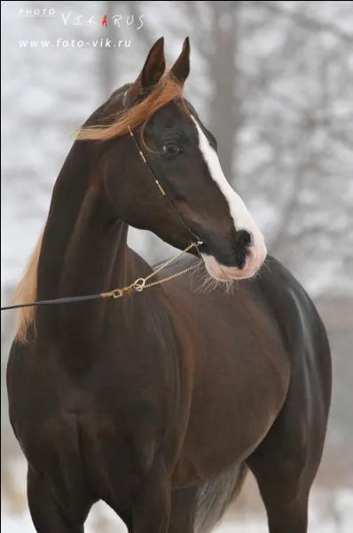 De quelle robe s'agit-il ?