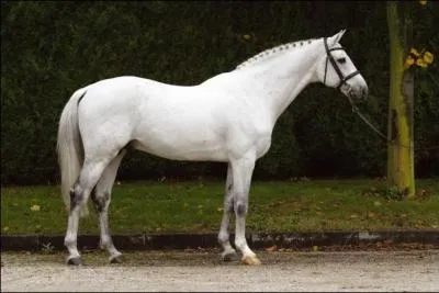 De quelle robe s'agit-il ?