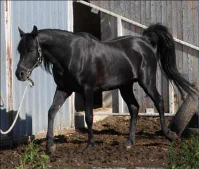 De quelle robe s'agit-il ?