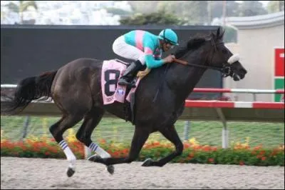 Quel cheval est-il ?