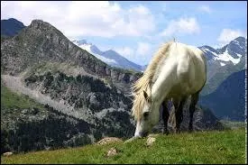 Dans le même film/livre, on retrouve 4 autres magiciens (ou Istari). Toutefois, seulement deux autres sont vraiment présents. Lequel d'entre eux est surnommé le Cavalier blanc ?