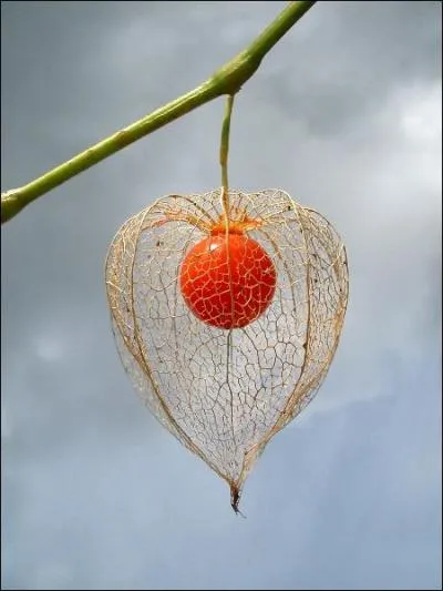 Le Physalis porte un autre nom, plus courant, quel est-il ?