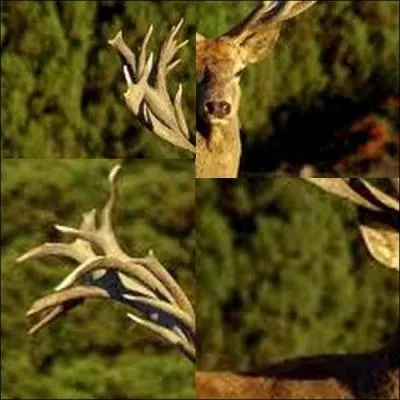 Qu'est-ce que c'est ?