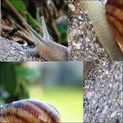 Qu'est-ce que c'est ?