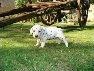 Créature malfaisante, si vous ne trouvez pas son identité, vous n'avez pas de peau !