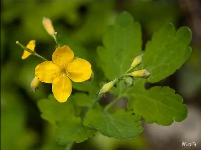 Elle est nommée '' la grande éclaire '' par les médecins de l'antiquité qui lui attribuaient des propriétés à " clarifier, nettoyer et redresser la vision ", nos grands-mères lui ont donné un autre nom '' l'herbe à verrues '' : quelle est cette plante ?