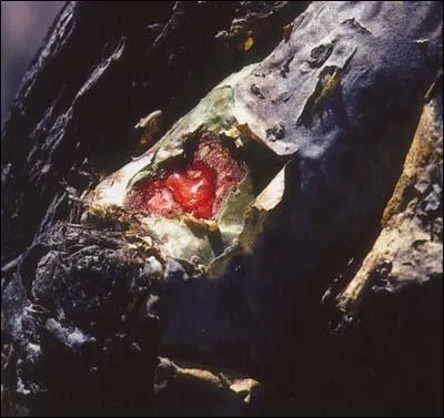 Quelles sont ses sécrétions provenant d'arbuste qui pousse presque exclusivement au sud de la péninsule arabique dés la plus haute antiquité, elle est considérée comme indispensable, pour les cultes rendus ?