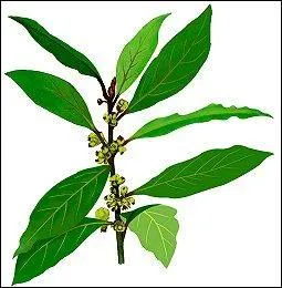 Symbole de victoire, de génie et d'immortalité, a, de l'antiquité à nos jours, récompensé les grands hommes et s'est, avec le temps, rattaché au titre d'empereur : quelle est cette plante ?