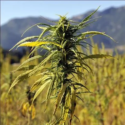 Quel peuple de la mer Noire, rendait volontairement des hommes dans un état second en leur faisant inhaler des vapeurs de chanvre ?