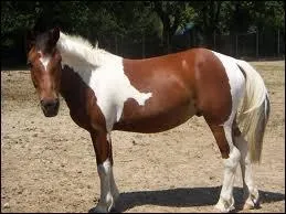 Quelle robe a-t-il ?