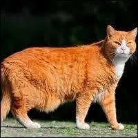 Quelle est environ la durée de gestation de la chatte ?