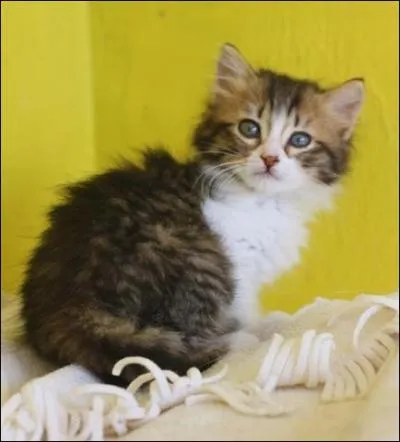 Quel est le nom scientifique du chat ?