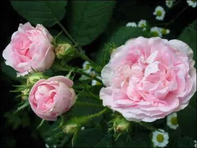 On a donné à un vin rosé le nom d'une rose, "cuisse de nymphe émue". De quel vin s'agit-il ?