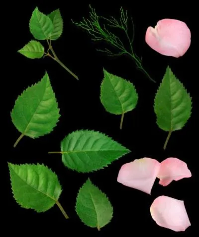 Interdit aux moins de 15 ans. Un poète écrit dans son poème ."Julie ou la rose", une expression particulièrement érotique : "Fais-moi une feuille de rose". Qui est ce poète très connu ?