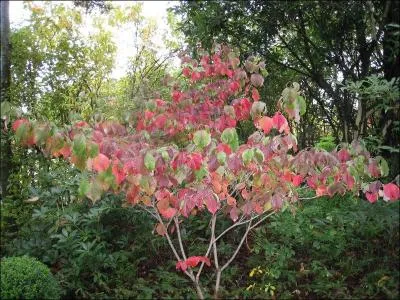 On utilise le groupe nominal "bois de rose" pour désigner une couleur, rose pâle, doux, ambré, tirant sur le violet. Mais on l'utilise aussi en ... .