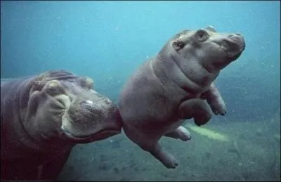 Trouvez les paroles d'une chanson de Renaud :