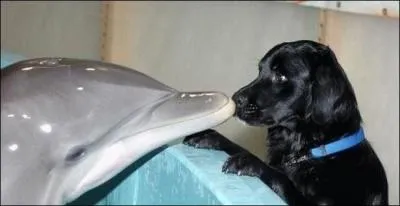 Depuis 1324, la souveraine ou le souverain anglais est propriétaire des esturgeons, marsouins, dauphins, baleines et cygnes du royaume britannique !