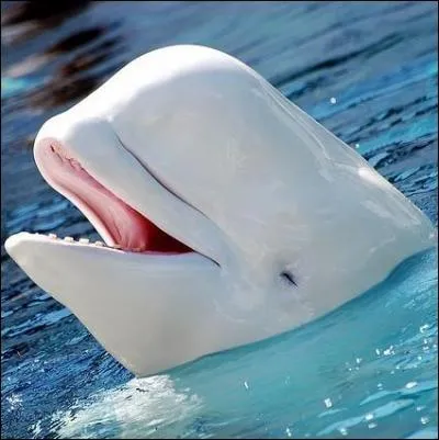 A quel animal correspond la photo ?