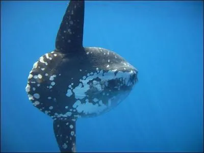 A quel animal correspond la photo ?