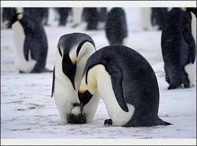 A quel animal correspond la photo ?