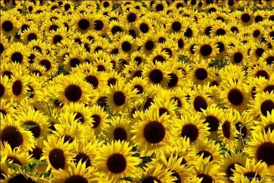 Les tournesols en fleur suivent le mouvement du soleil au cours de la journée...