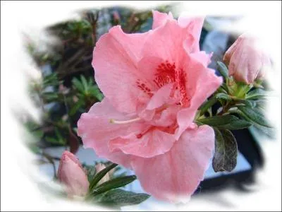 Voici encore une fleur admirable, de quoi s'agit-il ?