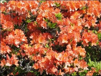 Que voyez-vous ici ?