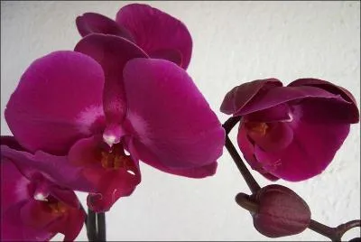 Que sont ces fleurs magnifiques ?