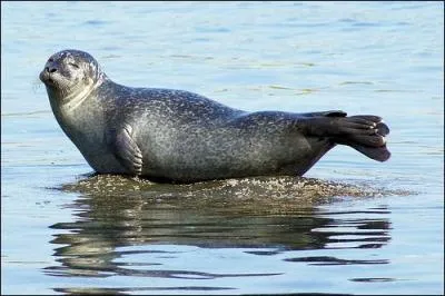 Dans la mer, je suis un phoque.