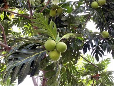 En Océanie, on me connaît en arbre.