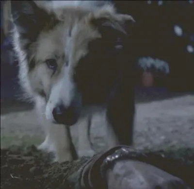 Épisode 2 : Qu'est-ce que le chien d'Alison, nommé Pepe, trouve dans le jardin des Hastings ?