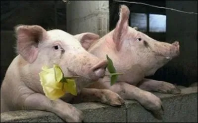 Que signifie 'Etre copains comme cochons' ?