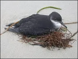 Quel oiseau a un appétit de moineau et n'est pas de nationalité française ?
