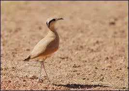 Quel oiseau porte un prénom féminin et pourrait participer aux J.O ?