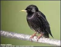 Quel oiseau est traité de malpoli quand il se rend chez quelqu'un ?