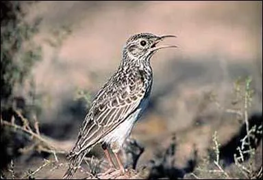 Quel oiseau a fait la connaissance des policiers dans Tintin ?