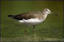 Quel oiseau a le postérieur de couleur neutre ?