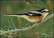 Quel oiseau tient à rester anonyme ?