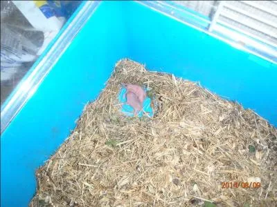 Regardez et agrandissez-bien la photo, des indices doivent vous conduire à trouver le nom de ces bébés !