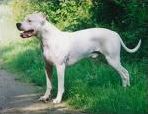 Quiz Races de chiens