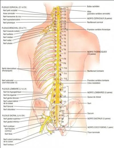 Combien l'être humain possède-t-il de paires de nerfs spinaux (issus de la moelle épinière) ?