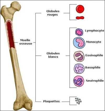 Comment appelle-t- on la formation des plaquettes au niveau de la moelle osseuse