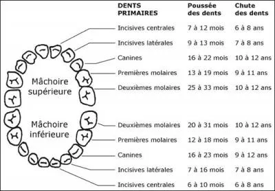 Lequel des énoncés suivants est un autre mot pour une dent de sagesse ?